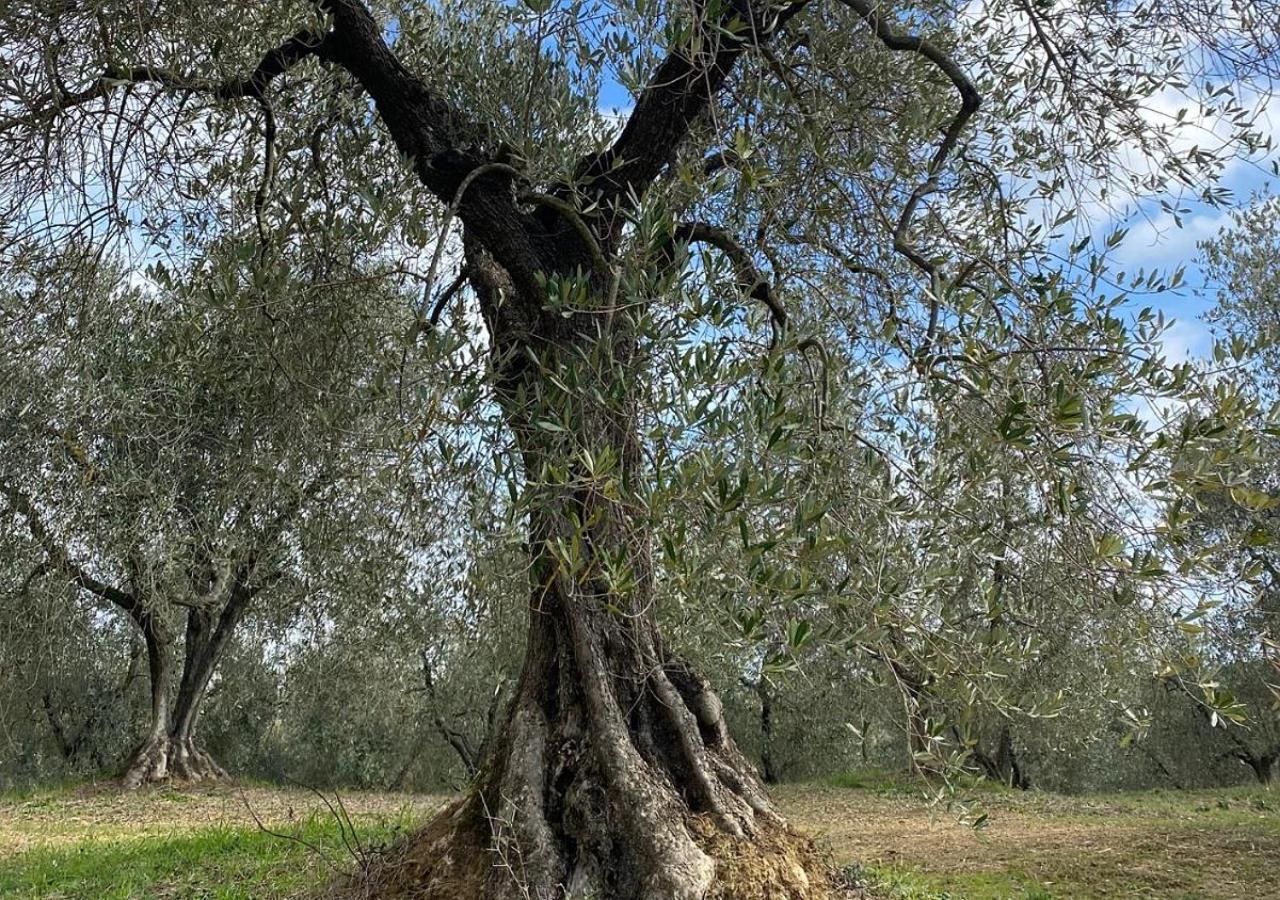 Paradise Agricamp Roccastrada